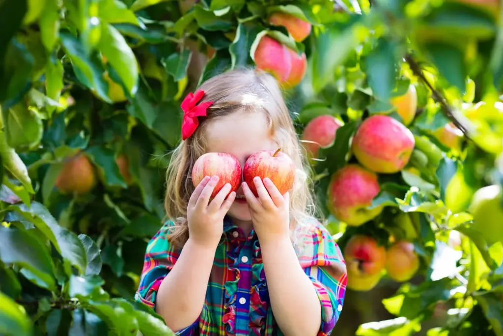 A child holding apples among the trees at Downey’s Strawberry and Apple Farm