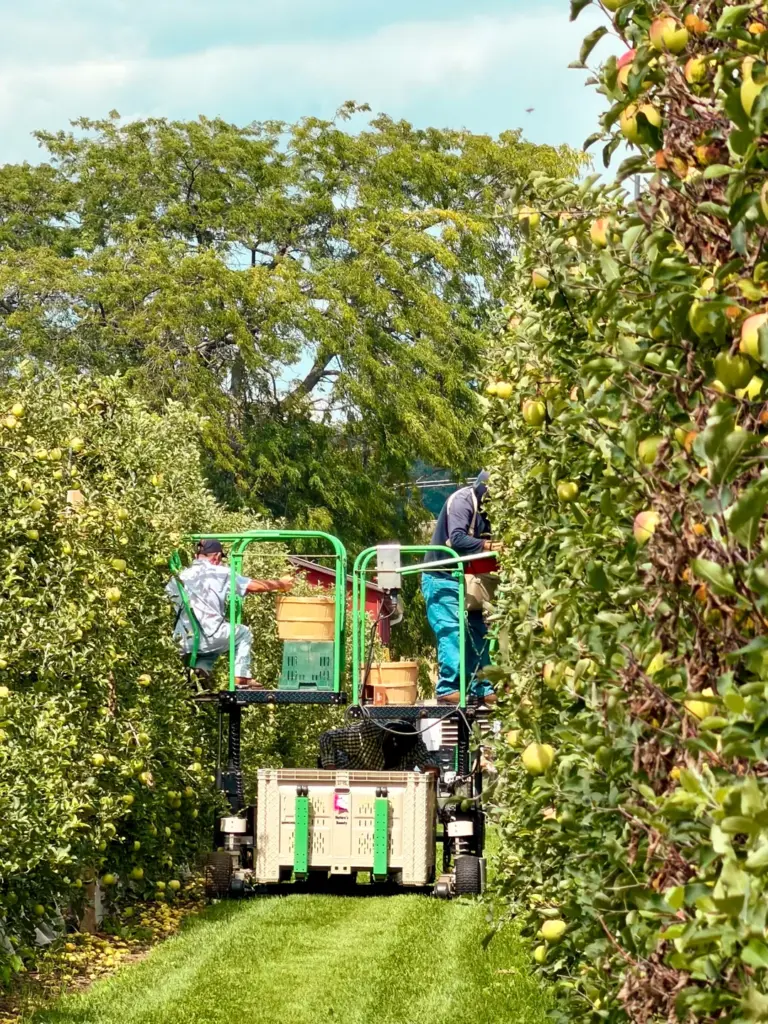 A worker harvesting apples between orchard rows at Pingle’s Farm