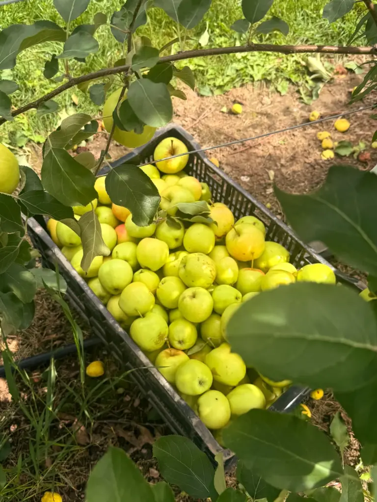 A cart filled with green apples beneath a tree at Pingle’s Farm
