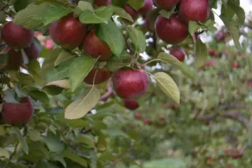 Red apples growing on a tree at Carl Laidlaw Orchards