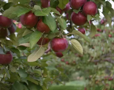 Red apples growing on a tree at Carl Laidlaw Orchards
