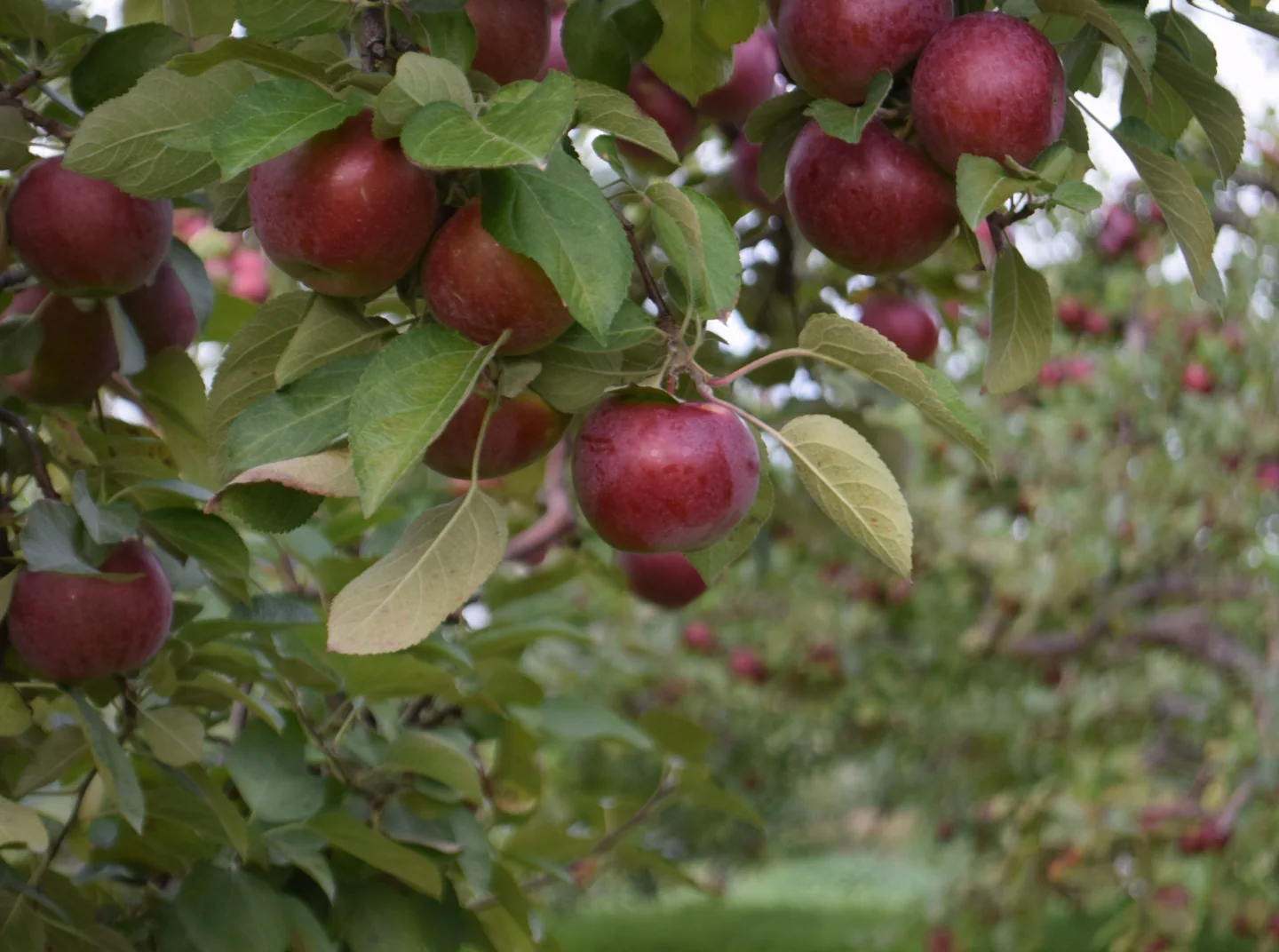 Red apples growing on a tree at Carl Laidlaw Orchards