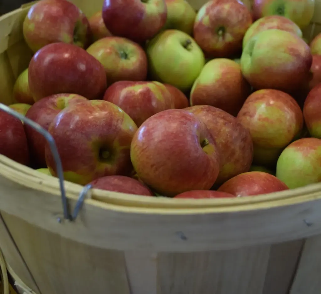 A bucket filled with apples at Carl Laidlaw Orchards