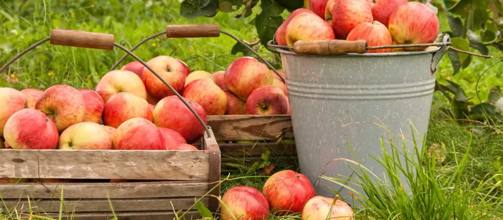 Baskets and a bucket of apples on the Pine Farms Orchard website