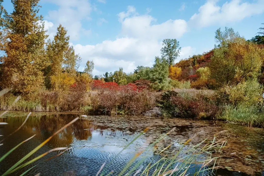 Fall trees and paths at Evergreen Brick Works