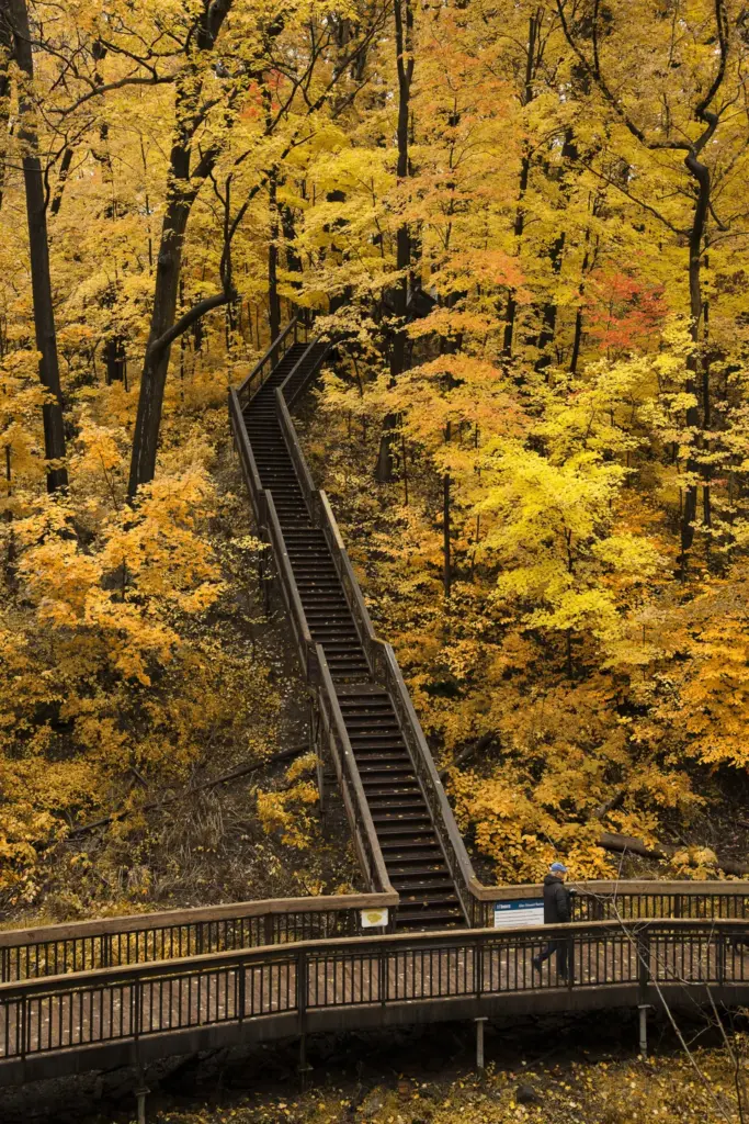 Wooden stairs beneath yellow leaves in Glen Stewart Ravine