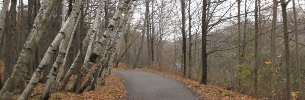 Paved path through bare and late-autumn trees in Lambton Woods