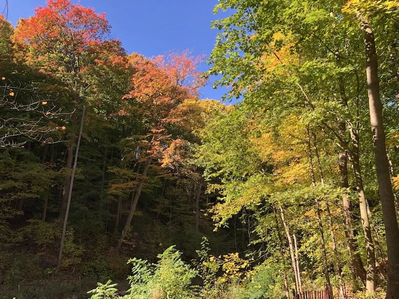 Autumn trees along Moore Park Ravine