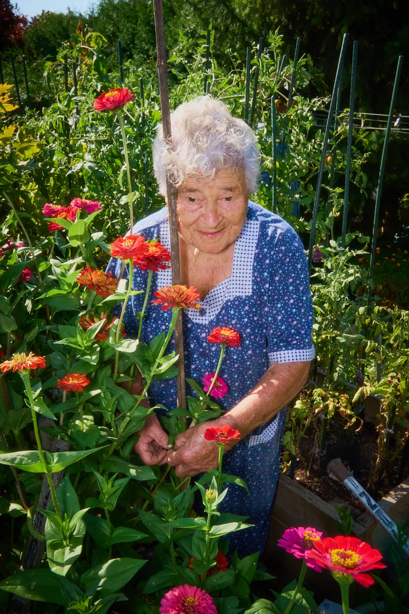 Rosa tending red flowers in her garden