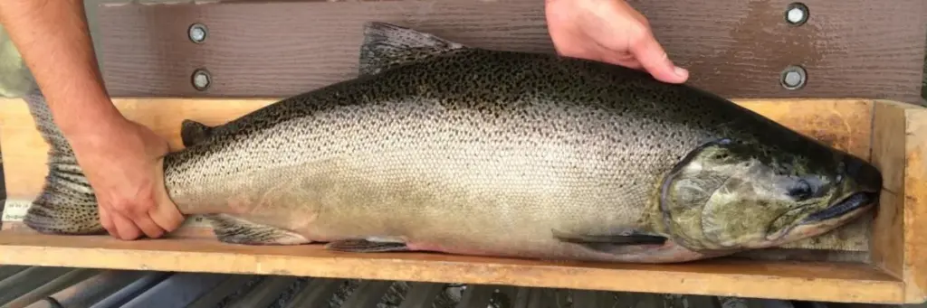 Chinook salmon held over a measuring board for identification
