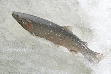 Fish jumping in the Ganaraska river