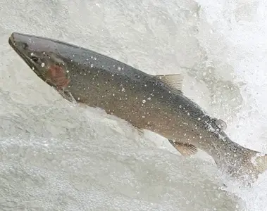 Fish jumping in the Ganaraska river