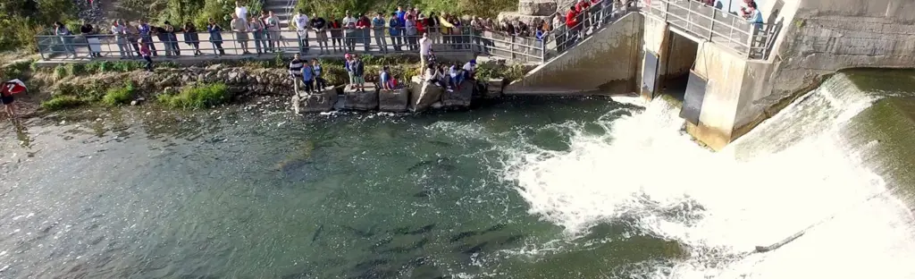Corbett's Dam fish ladder in Port Hope
