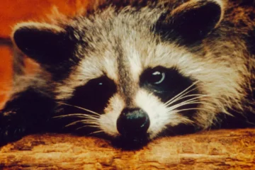 A raccoon rests its head on a rough wooden surface