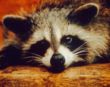A raccoon rests its head on a rough wooden surface