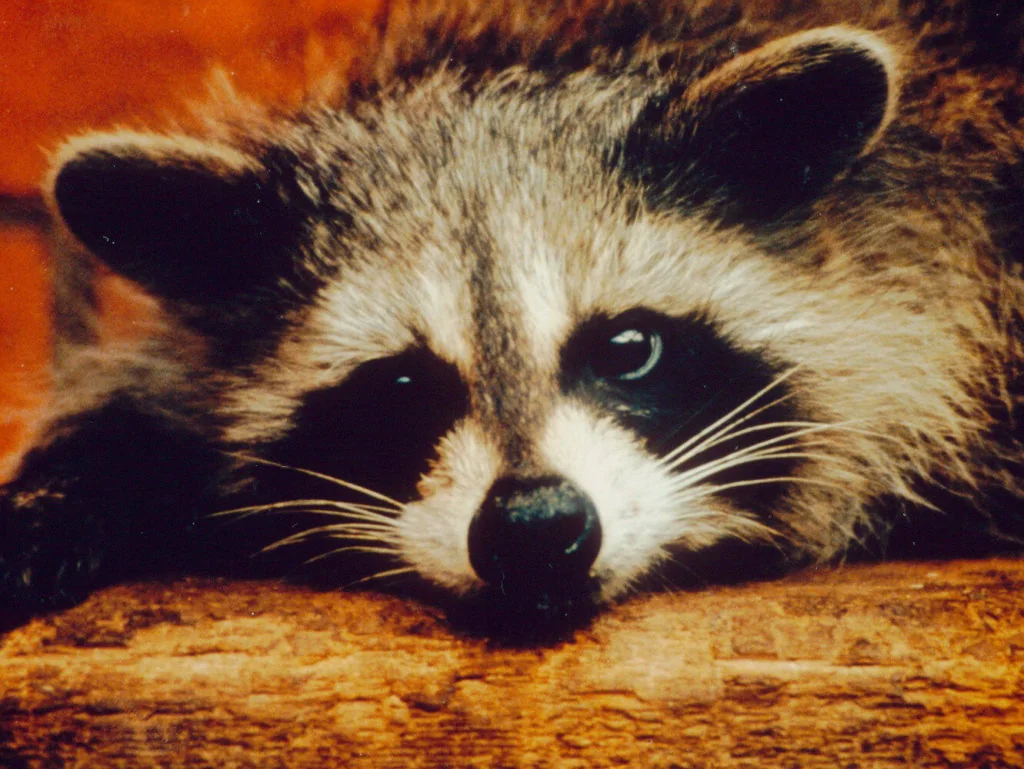 A raccoon rests its head on a rough wooden surface