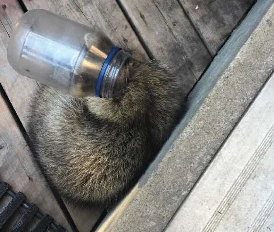 A raccoon with a clear food jar stuck over its head beside a fence