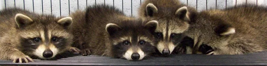 Several young raccoons peer out from a sheltered space