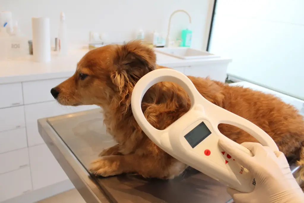 A microchip scanner being used on the back of a dog