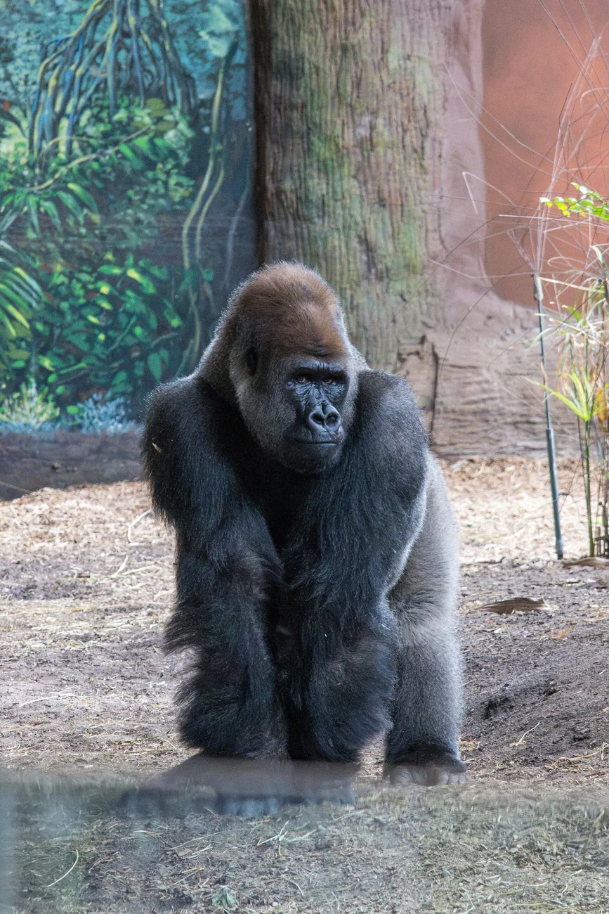 A western lowland gorilla at the Toronto Zoo