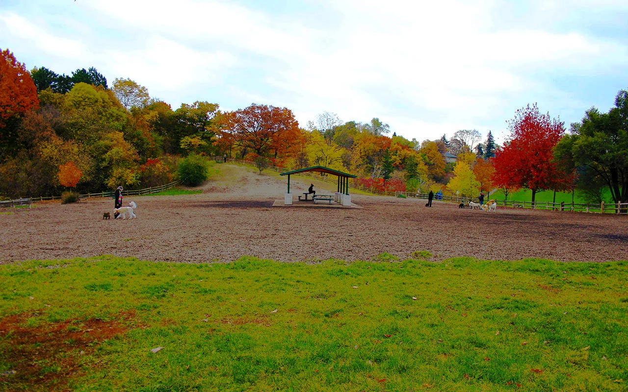 Dogs and an owner in Cedarvale Park’s off-leash area with autumn trees