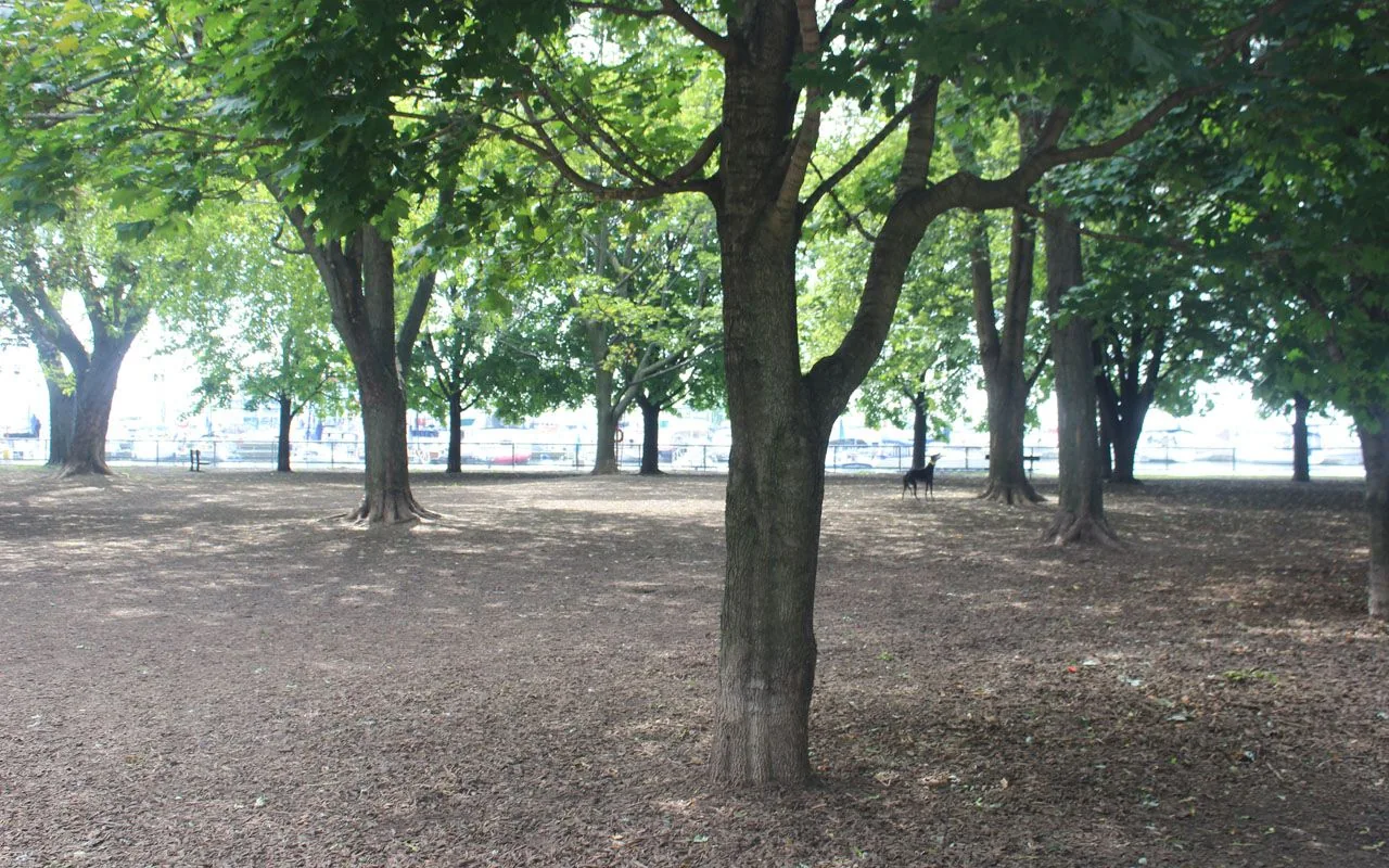Trees shading the off-leash area at Coronation Park