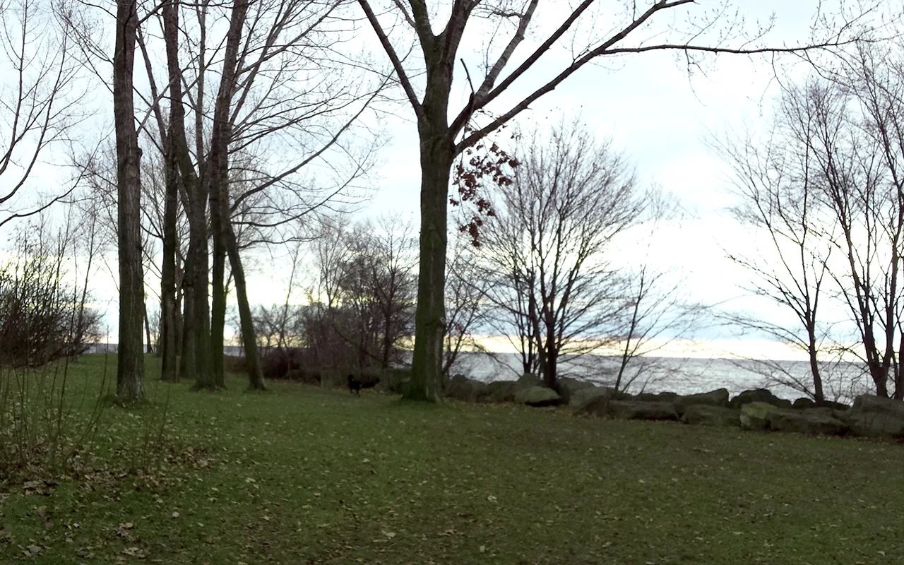Trees and grassy dog area beside the lake at Humber Bay Park West