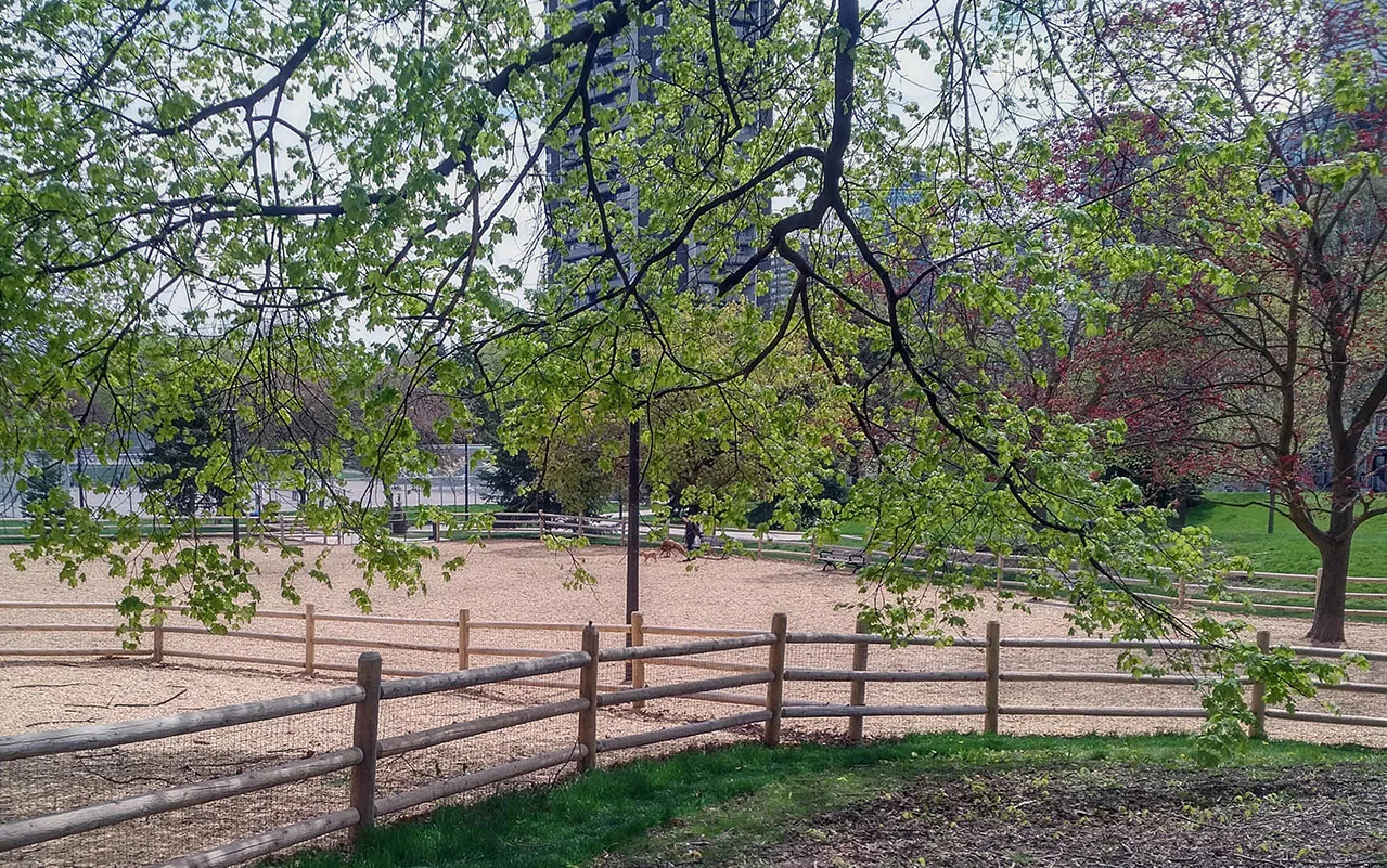 Wooden fence and open dog-run surface at Ramsden Park