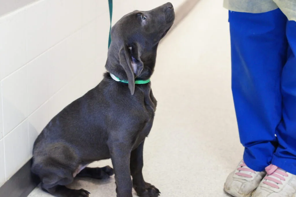 A black dog sitting and looking up at a person beside it