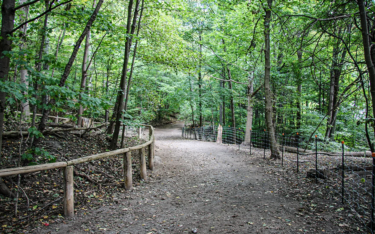 Wooded off-leash trail and wire fencing at Sherwood Park