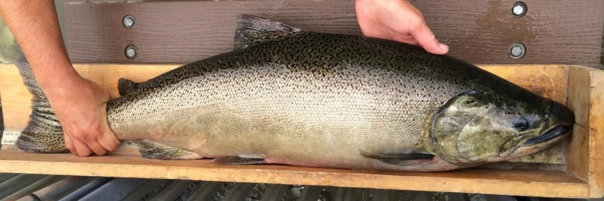 Chinook salmon held over a measuring board for identification