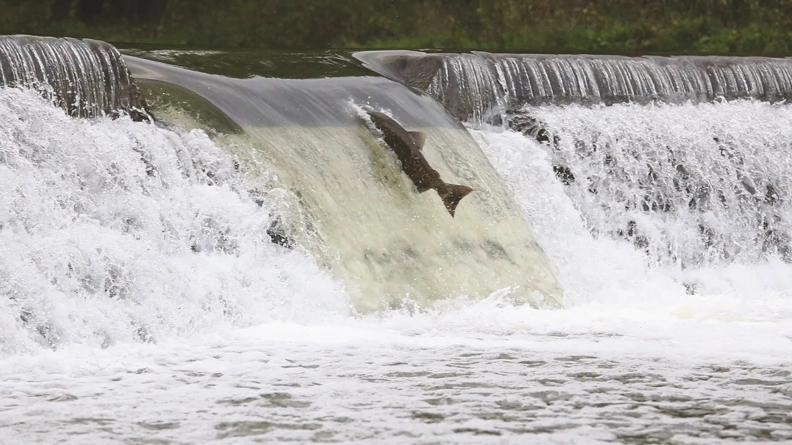 A salmon leaps through the lower notch at the Old Mill weir on the Humber River
