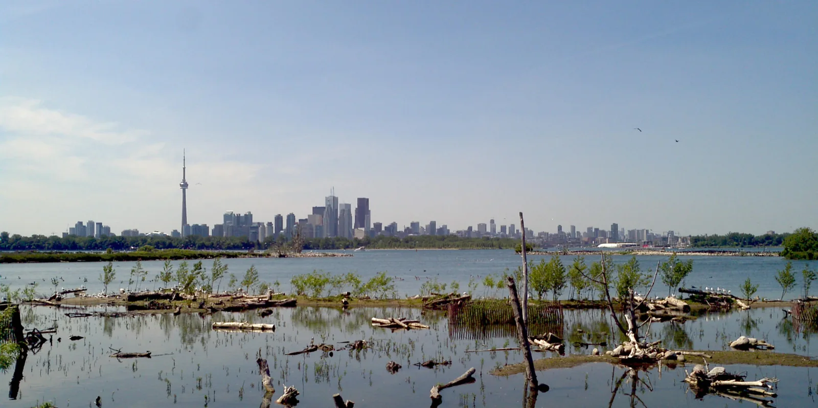 Toronto skyline beyond a wetland at Tommy Thompson Park