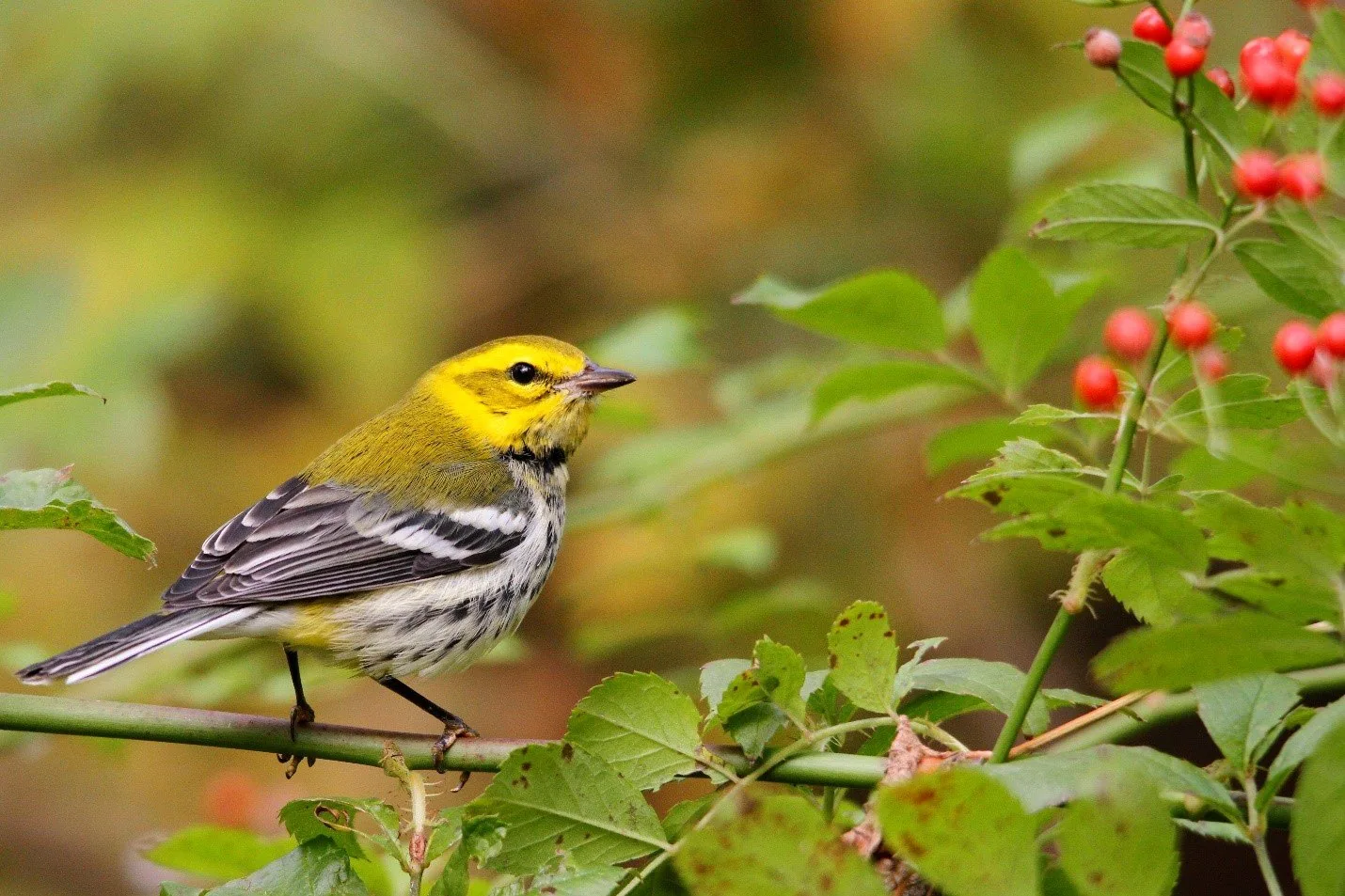 A black-throated green warbler perches among leaves and red berries
