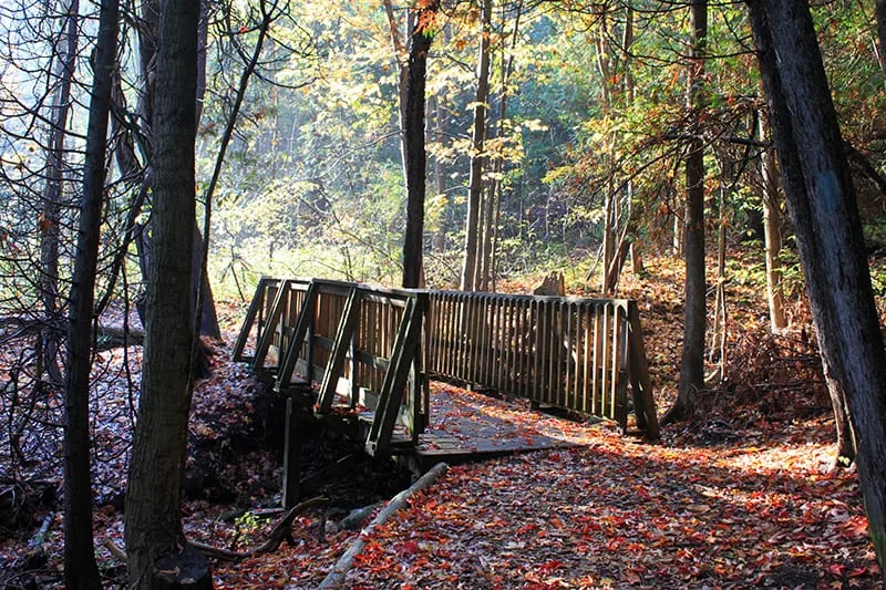 An autumn footbridge at Belfountain in the park operator’s archive photograph