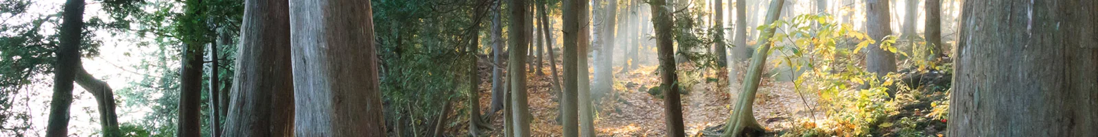 Woodland at Mount Nemo, shown by Conservation Halton